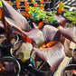 Canna x generalis 'Sangria' (Unstable Hybrid)