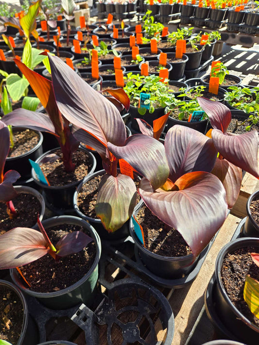 Canna x generalis 'Sangria' (Unstable Hybrid)