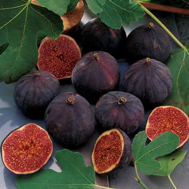FIG 'Negronne' --Ficus carica--
