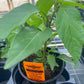 PEPPER 'Black Schumanville Grande' --Capsicum annuum--
