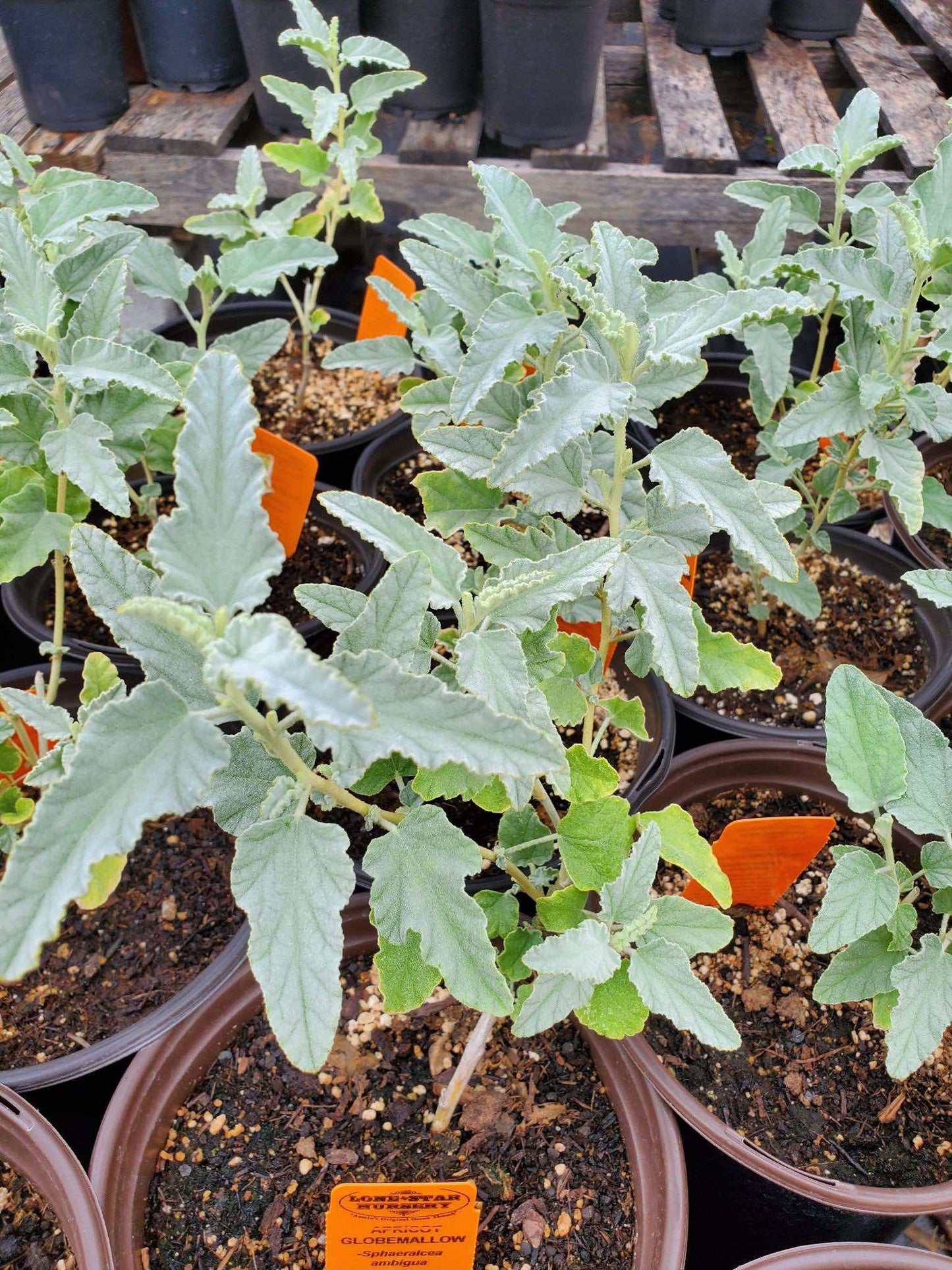 Sphaeralcea ambigua --Fuzzy Apricot Globemallow--