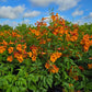 Tecoma alata --Dwarf Orange Esperanza--