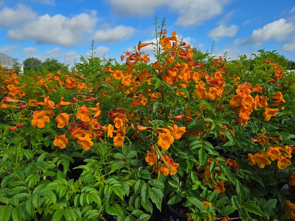 Tecoma alata --Dwarf Orange Esperanza--
