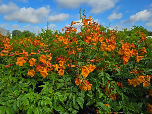 Tecoma alata --Dwarf Orange Esperanza--