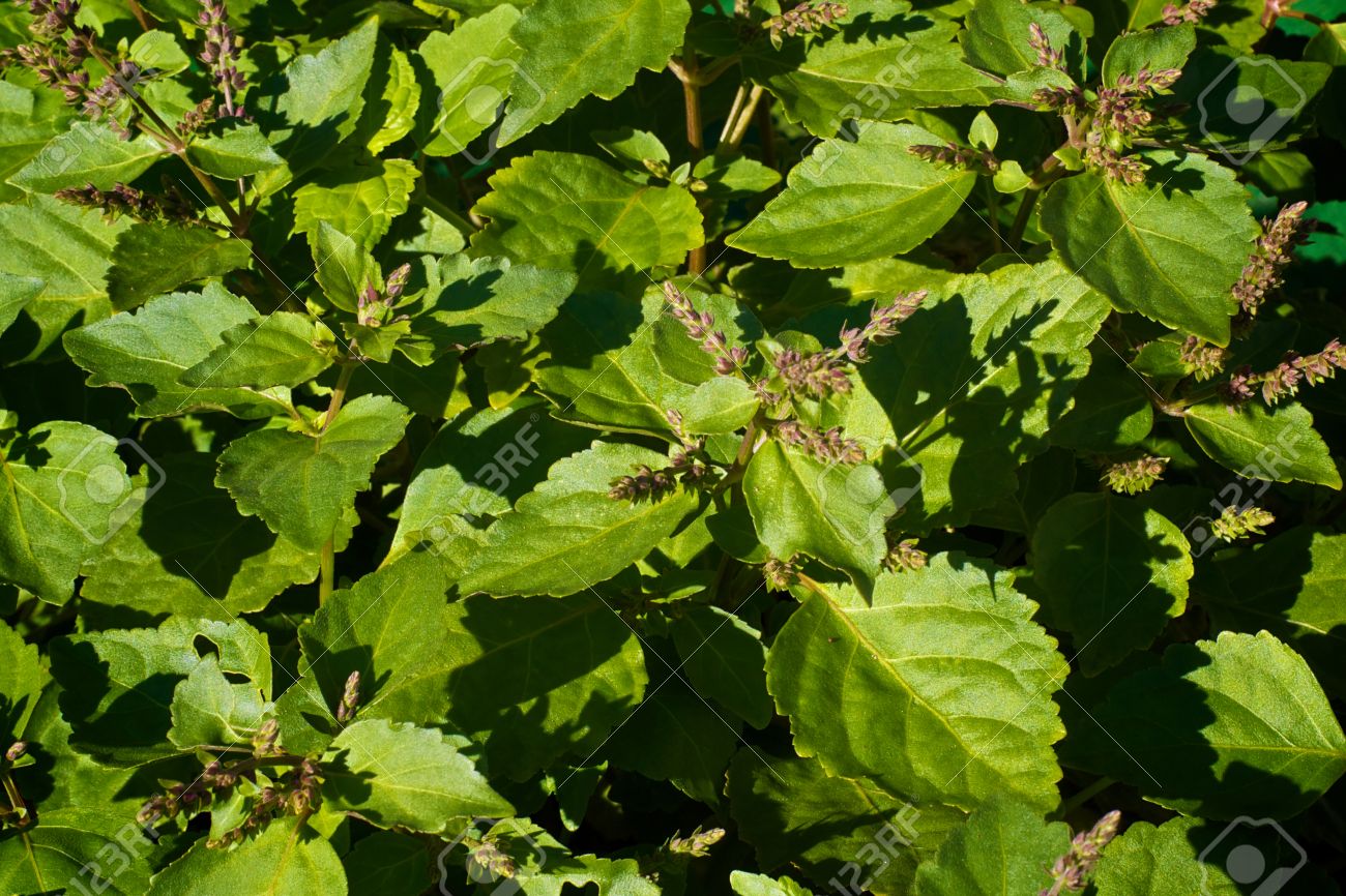 PATCHOULI 'Java' --Pogostemon heyneanus--