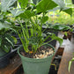 Syngonium wendlandii --Center Stripe Arrowhead Vine--