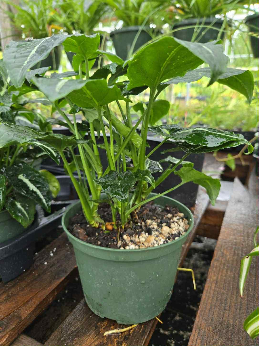Syngonium wendlandii --Center Stripe Arrowhead Vine--