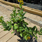 Berlandiera texana --Texas Greeneyes--