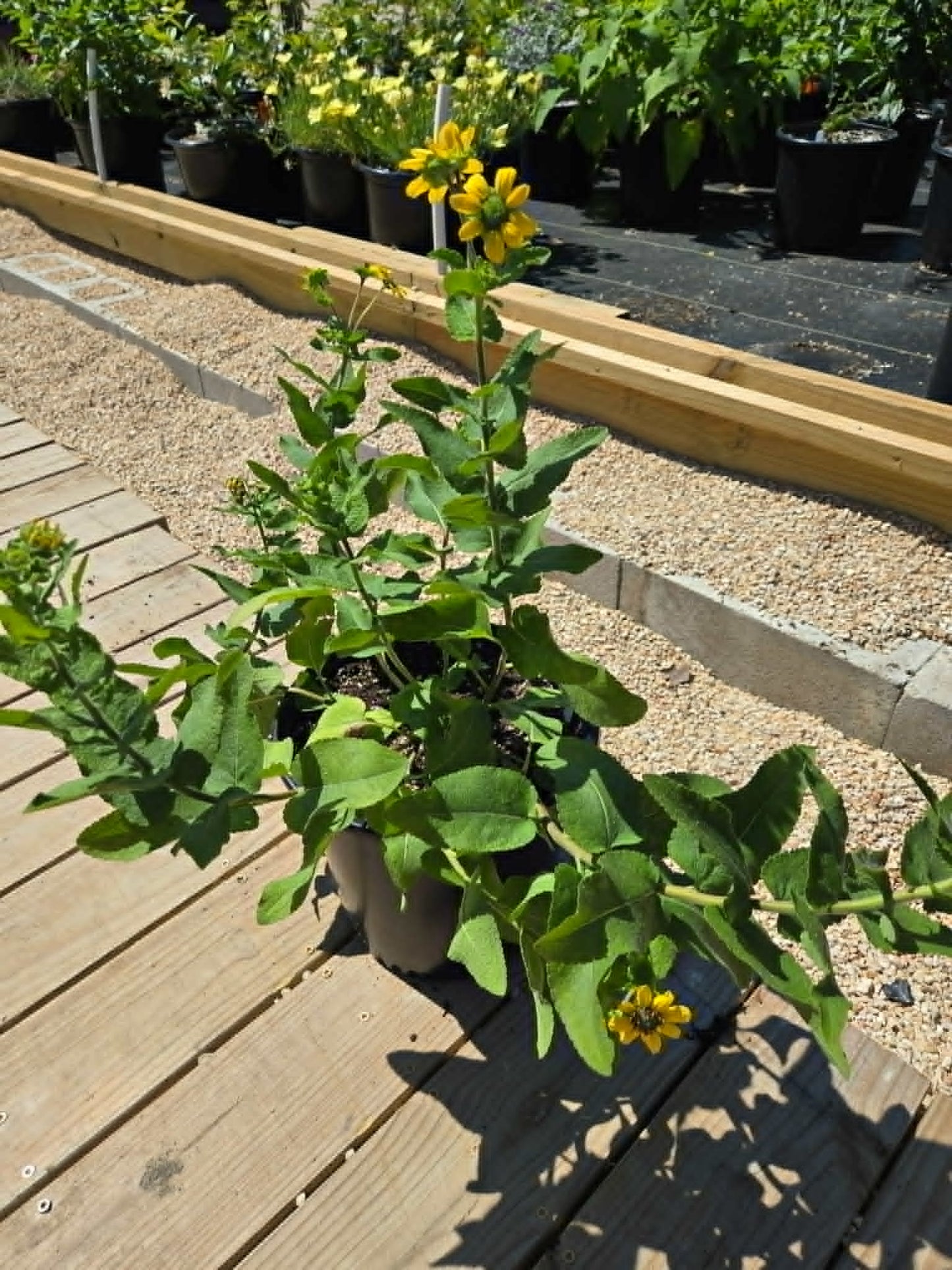 Berlandiera texana --Texas Greeneyes--