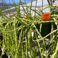 Rhipsalis paradoxa --Chain Cactus--