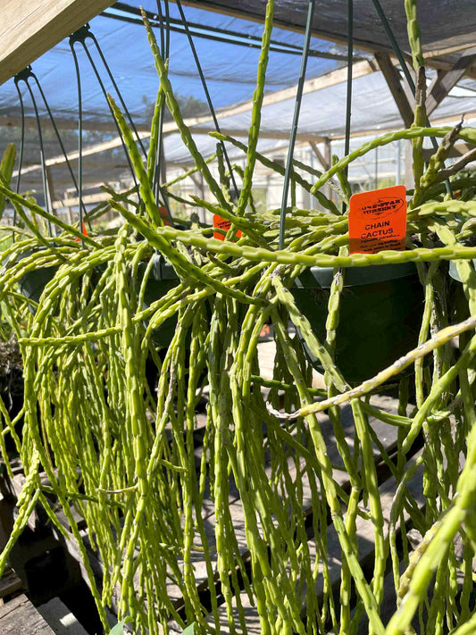 Rhipsalis paradoxa --Chain Cactus--