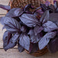 BASIL 'Prospera Red' --Ocimum basilicum--