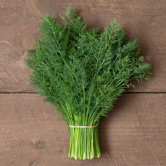 DILL 'Delight' --Anethum graveolens--