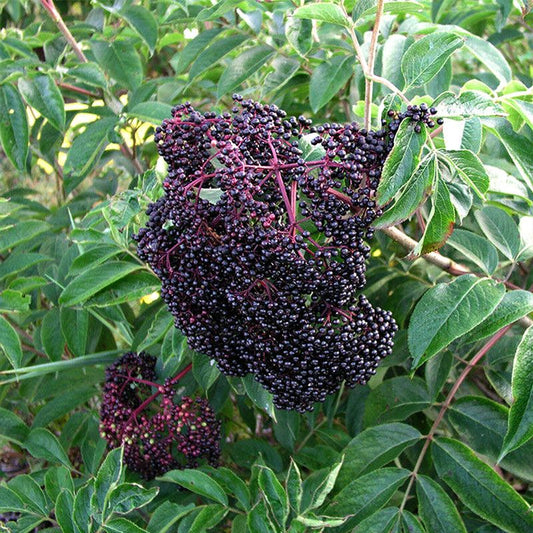 ELDERBERRY 'Wyldewood' --Sambucus canadensis--