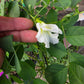 PEA 'White Queen Butterfly' --Clitoria ternatea var. albiflora--