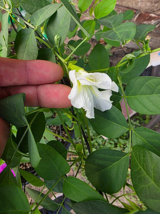 PEA 'White Queen Butterfly' --Clitoria ternatea var. albiflora--