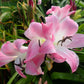 Crinum --Kim Maureen Lily--