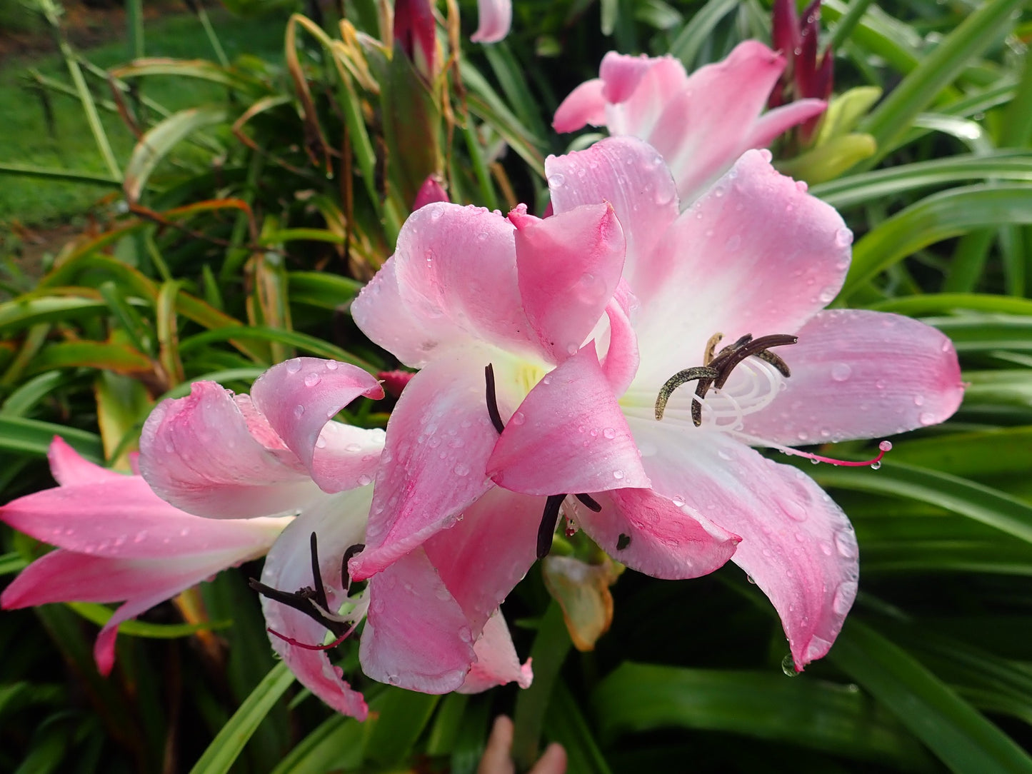 Crinum --Kim Maureen Lily--