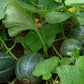 MELON 'Emerald Gem Muskmelon'
