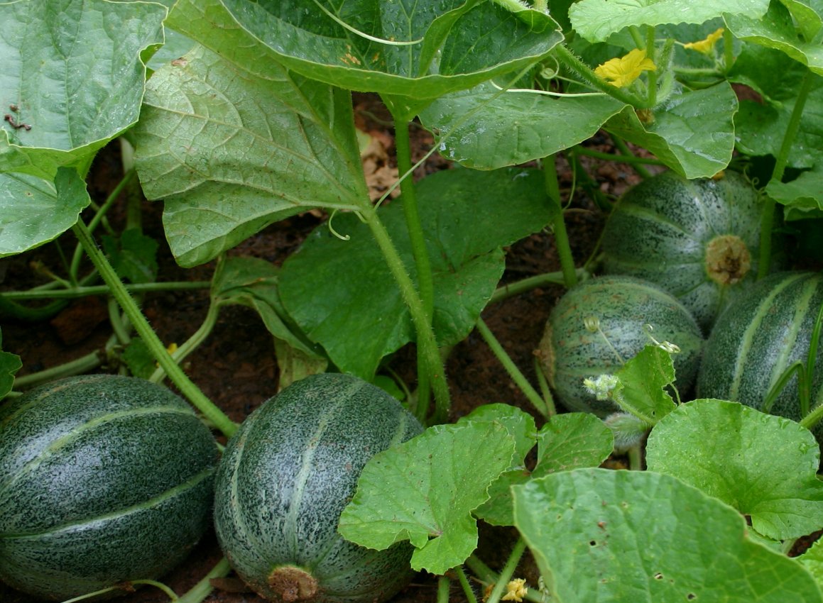 MELON 'Emerald Gem Muskmelon'