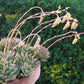 Echeveria pulidonis --Pulido's Echeveria--