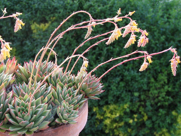 Echeveria pulidonis --Pulido's Echeveria--