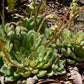 Echeveria pulidonis --Pulido's Echeveria--