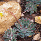 Echeveria pulidonis --Pulido's Echeveria--