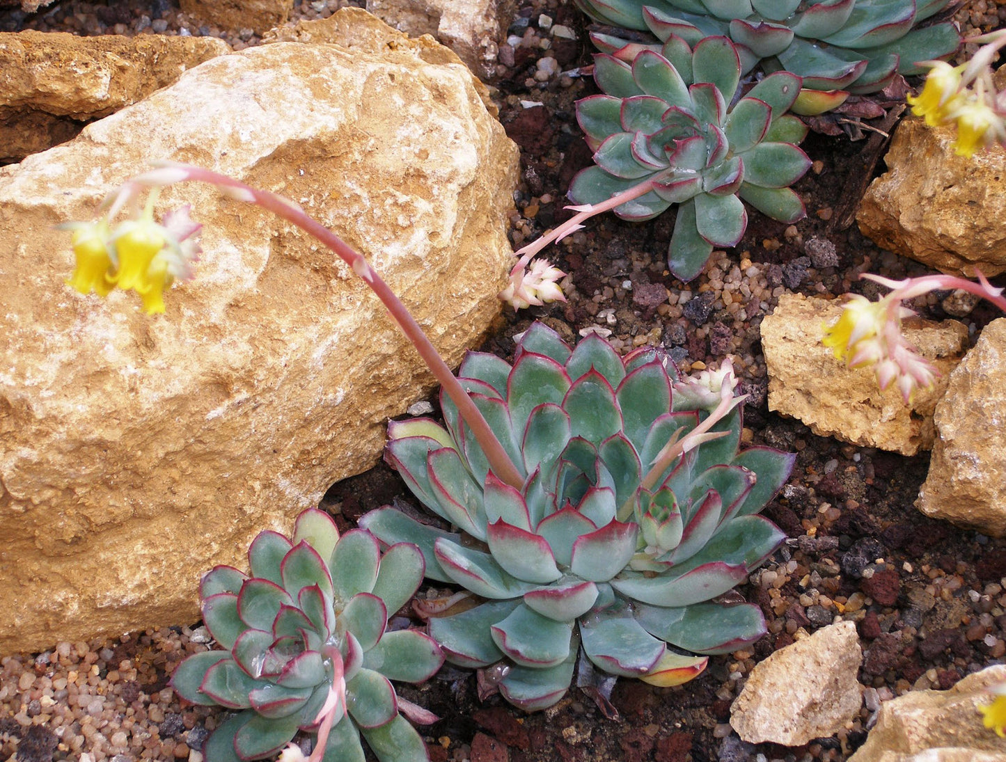 Echeveria pulidonis --Pulido's Echeveria--