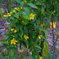 Gelsemium sempervirens --Carolina Jessamine--