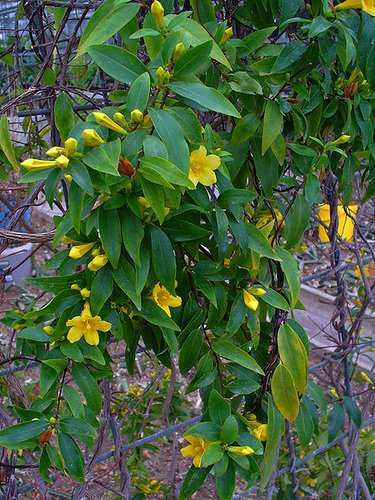 Gelsemium sempervirens --Carolina Jessamine--