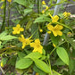 Jasminum humile --Revolutun Yellow Jasmine--