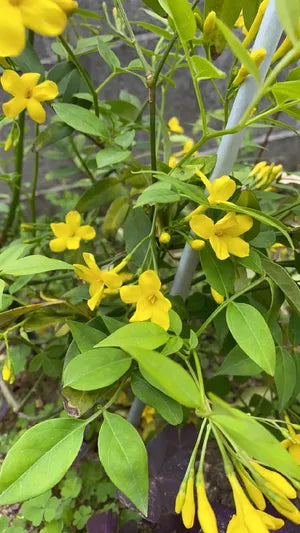 Jasminum humile --Revolutun Yellow Jasmine--
