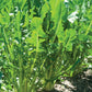DANDELION GREENS 'Catalogna Emerald' --Cichorium intybus--