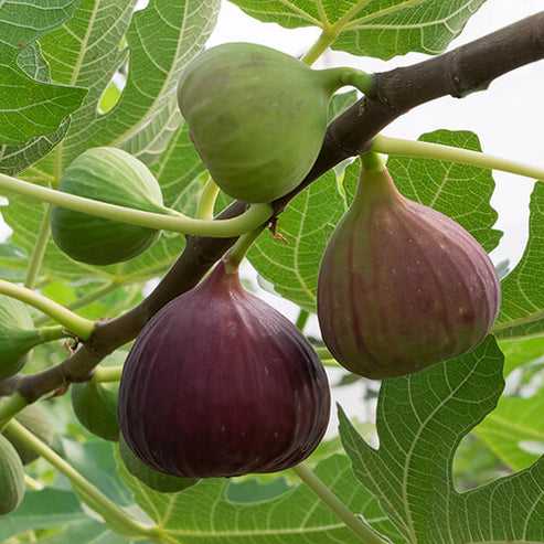 FIG 'Brunswick' --Ficus carica-- - Austin Nursery – Lone Star Nursery