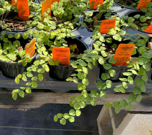 Ficus pumila --Fig Ivy--