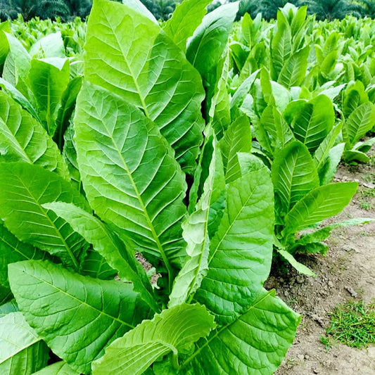 TOBACCO 'Havana 608' --Nicotiana tabacum--