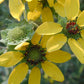 Berlandiera texana --Texas Greeneyes--