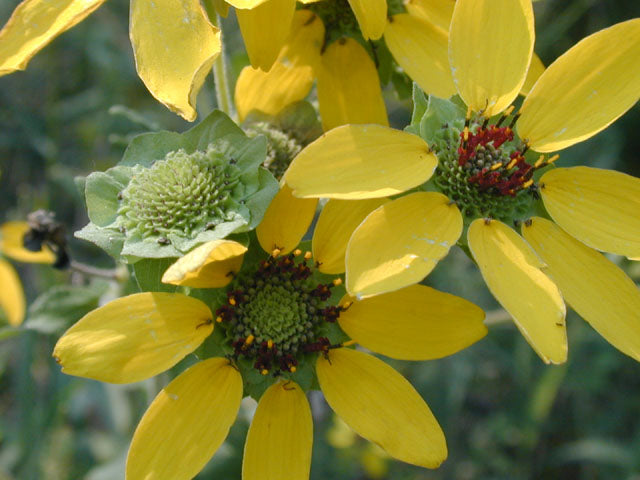 Berlandiera texana --Texas Greeneyes--