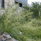 Nolina lindheimeriana --Devil's Shoestring Ribbon Grass--