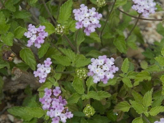 Lantana achyranthifolia --Brushland Shrubverbena--