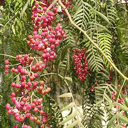 PERUVIAN PEPPERTREE --Schinus molle--