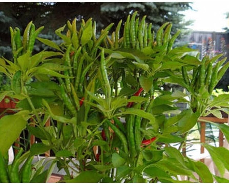 PEPPER 'Yatsufusa'