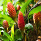GINGER 'Shampoo' --Zingiber zerumbet--