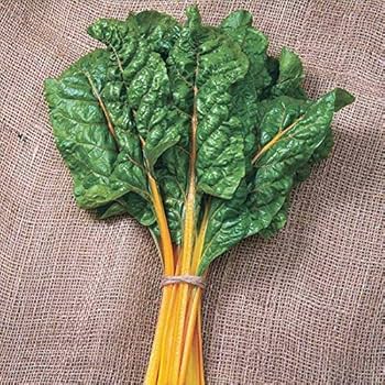 CHARD 'Orange Fantasia'