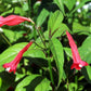Ruellia brevifolia --Red Christmas Pride Ruellia--
