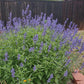 Salvia farinacea --Mealycup Henry Duelberg Sage--
