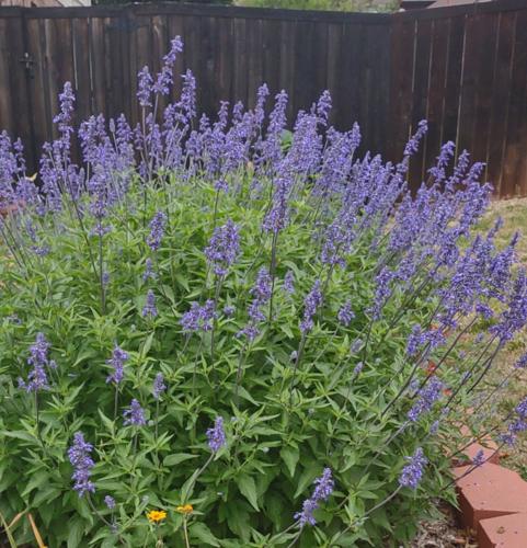 Salvia farinacea --Mealycup Henry Duelberg Sage--