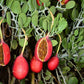 CAPER BUSH 'Cartilage' --Capparis cartilaginea--