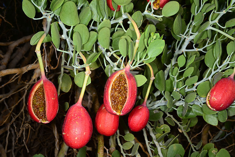 CAPER BUSH 'Cartilage' --Capparis cartilaginea--